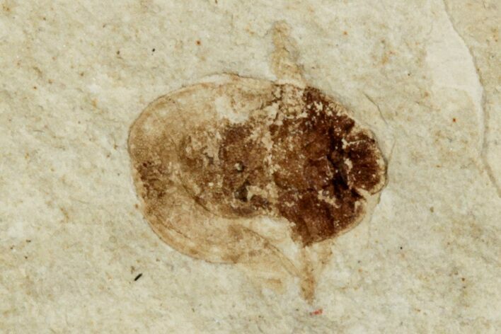 Detailed Fossil Diving Beetle (Dytiscidae) - France #254448